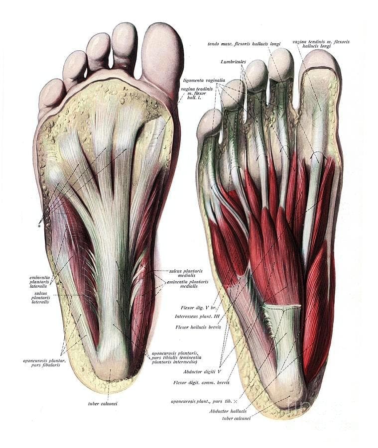 Injury Info