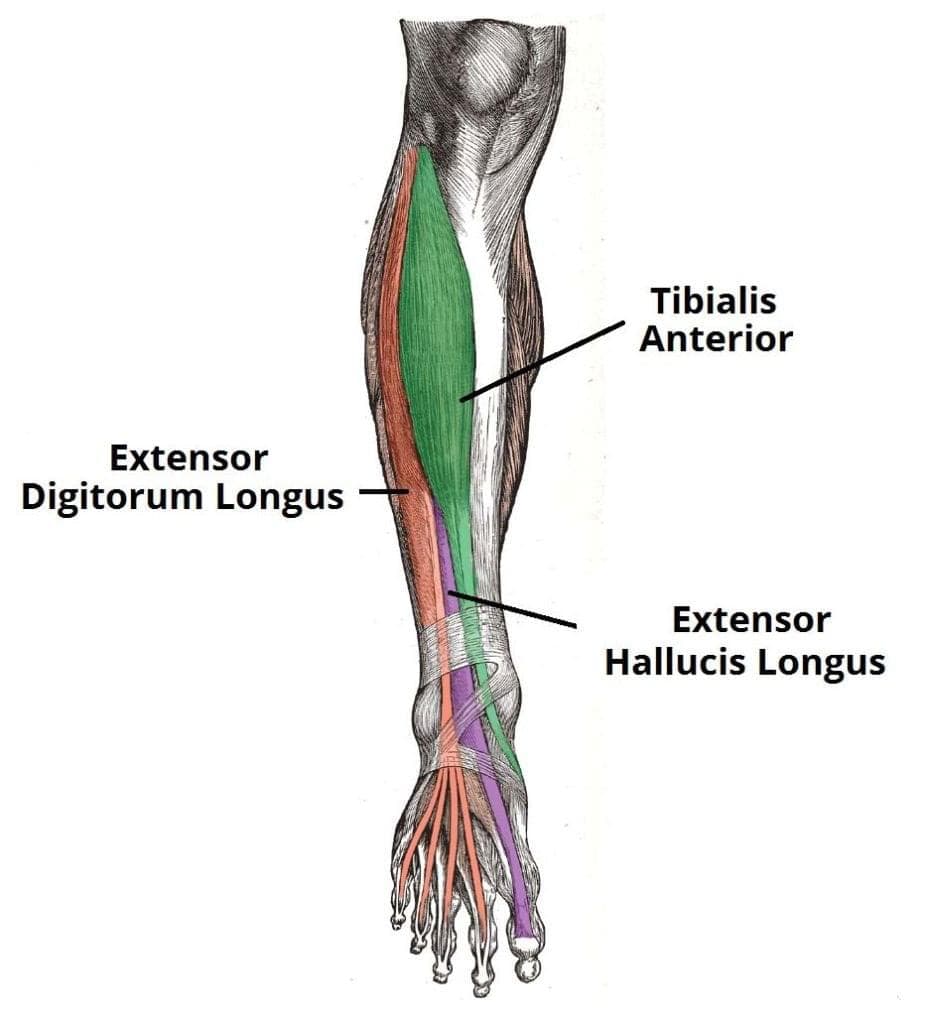 Injury Info