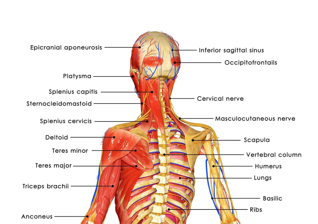 Injury Info